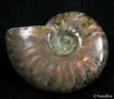 Inch Flashy Red Iridescent Ammonite #2582-1